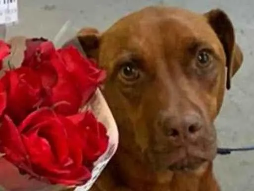 Cachorro ra a SRD-ViraLata idade 1 ano nome Caramela