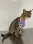 Zoe