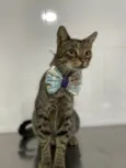 Simba