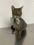 Simba