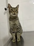 Simba