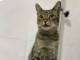 Simba
