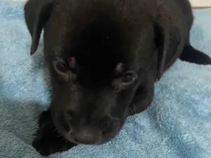 Cachorro raça SRD-ViraLata idade 2 a 6 meses nome Thor