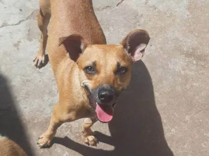 Cachorro raça SRD-ViraLata idade 2 a 6 meses nome Caramelo 