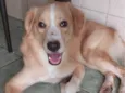 Bob