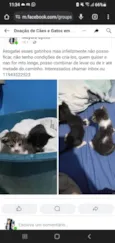 Gatinhos lindos