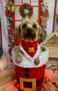 Snoopy
