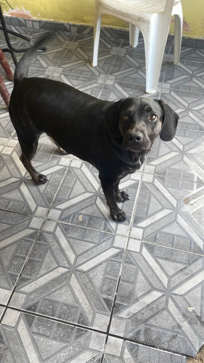 Cachorro ra a Labrador preto  Misturado  idade 2 anos nome Negão 