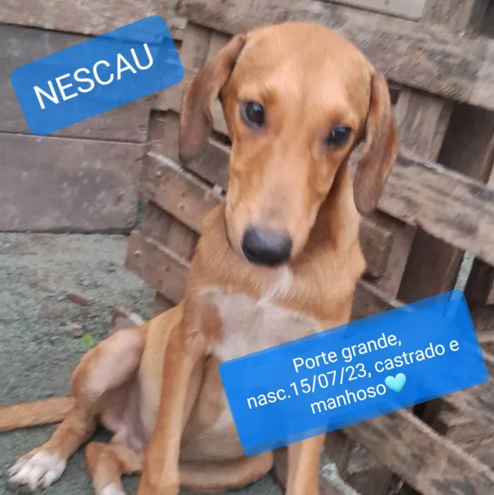 Cachorro ra a SRD-ViraLata idade 7 a 11 meses nome Nescau