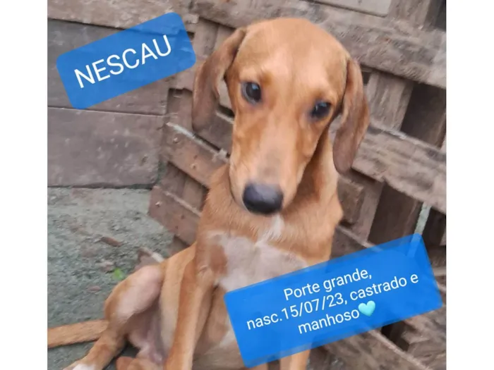 Cachorro ra a SRD-ViraLata idade 7 a 11 meses nome Nescau