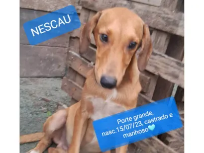 Cachorro raça SRD-ViraLata idade 7 a 11 meses nome Nescau