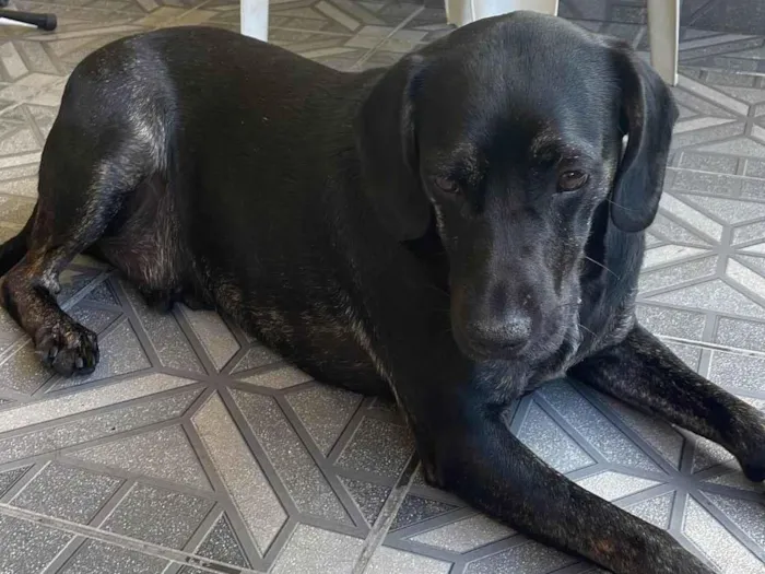 Cachorro ra a Labrador preto  Misturado  idade 2 anos nome Negão 