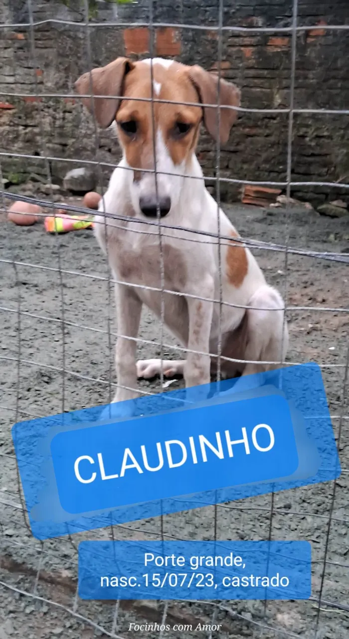 Cachorro ra a SRD-ViraLata idade 7 a 11 meses nome Claudinho