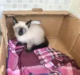Vanilla 2meses