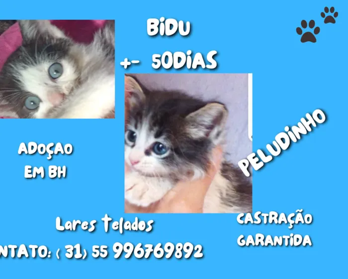 Gato ra a SRD idade Abaixo de 2 meses nome BIDU