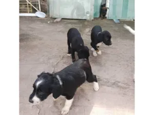 Cachorro raça SRD-ViraLata idade 2 a 6 meses nome sem nomes