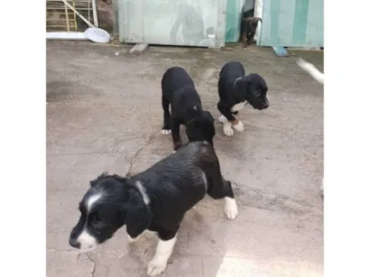 Cachorro raça SRD-ViraLata idade 2 a 6 meses nome sem nomes