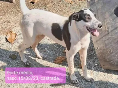 Cachorro raça SRD-ViraLata idade 7 a 11 meses nome Menina Flocos
