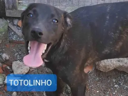 Cachorro raça SRD-ViraLata idade 7 a 11 meses nome Totolinho