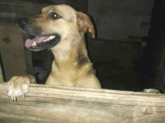 Cachorro ra a SRD-ViraLata idade 3 anos nome Totora