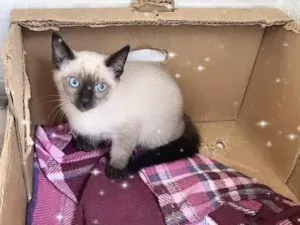 Gato raça Siamêsa idade 2 a 6 meses nome Vanilla 2meses 