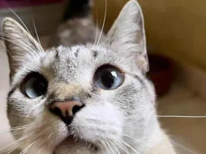 Gato raça SRD-ViraLata idade 7 a 11 meses nome Oliver 11meses lindo e bonzinho 