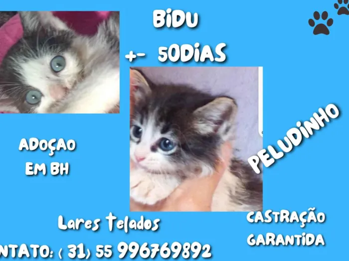 Gato ra a SRD idade Abaixo de 2 meses nome BIDU