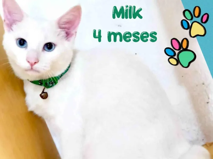 Gato ra a Srd idade 2 a 6 meses nome Milk