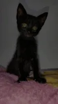 Mavis