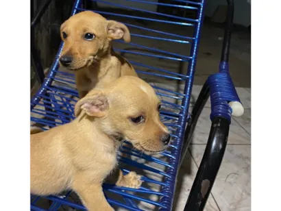 Cachorro raça SRD-ViraLata idade 2 a 6 meses nome Não  tem!!