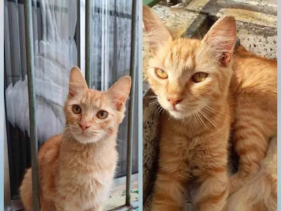 Gato raça SRD-ViraLata idade 7 a 11 meses nome GRATIFICA - Tom