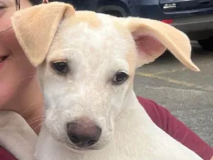 Cachorro raça SRD-ViraLata idade 2 a 6 meses nome Diego