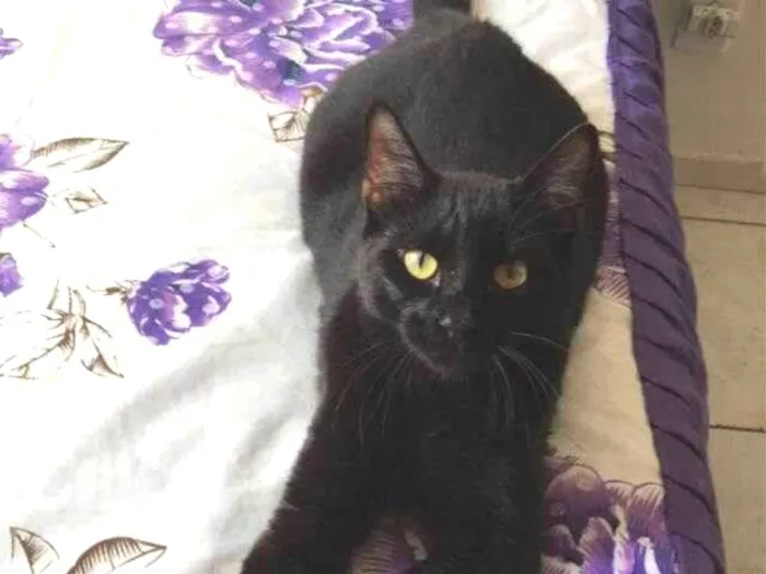 Gato ra a  idade 2 a 6 meses nome Black