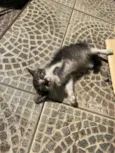 gatinho macho