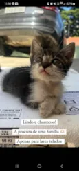 gatinho macho