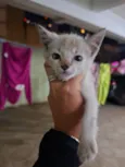 gatinha fêmea