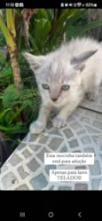 gatinha fêmea
