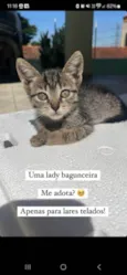gatinha femea