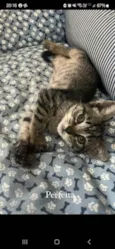 gatinha femea