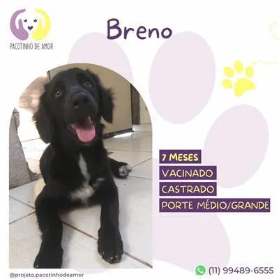 Cachorro ra a SRD-ViraLata idade 7 a 11 meses nome Breno