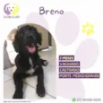 Breno