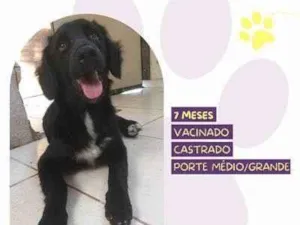 Cachorro raça SRD-ViraLata idade 7 a 11 meses nome Breno