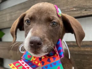 Cachorro raça SRD-ViraLata idade 2 a 6 meses nome Sury