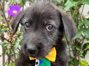 Cachorro raça SRD-ViraLata idade 2 a 6 meses nome Sony