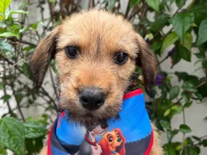 Cachorro raça SRD-ViraLata idade 2 a 6 meses nome Solo