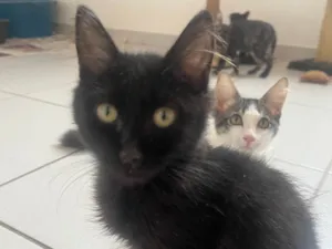 Gato raça SRD-ViraLata idade 2 a 6 meses nome Mondo