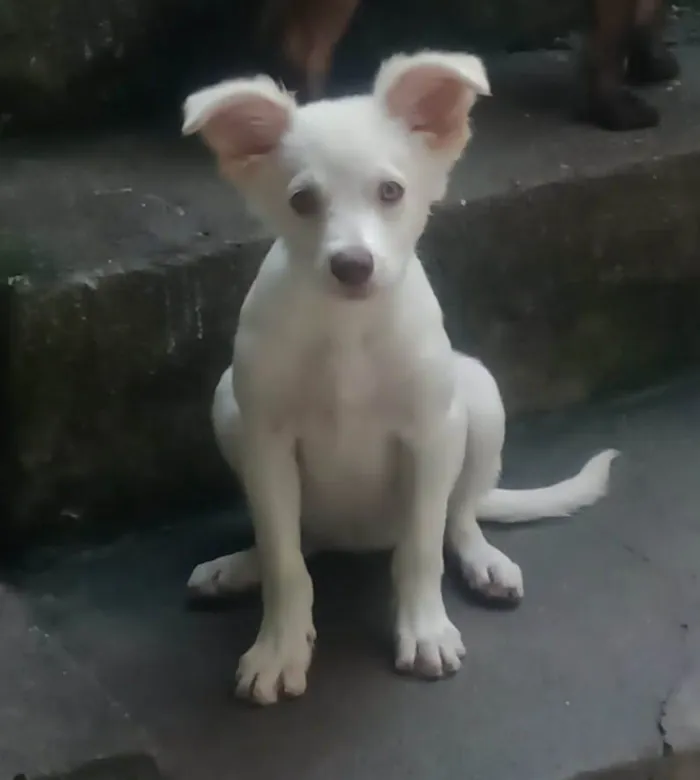 Cachorro ra a SRD-ViraLata idade 2 a 6 meses nome Lina