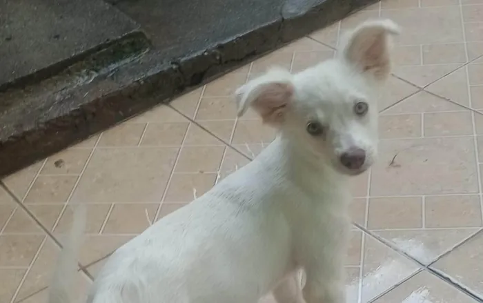Cachorro ra a SRD-ViraLata idade 2 a 6 meses nome Lina