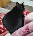 Safira