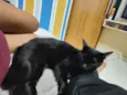 Safira